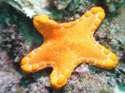 "Orange Peel" Spent a great day up at Cape Cuvier, found ... by Damien Preston 